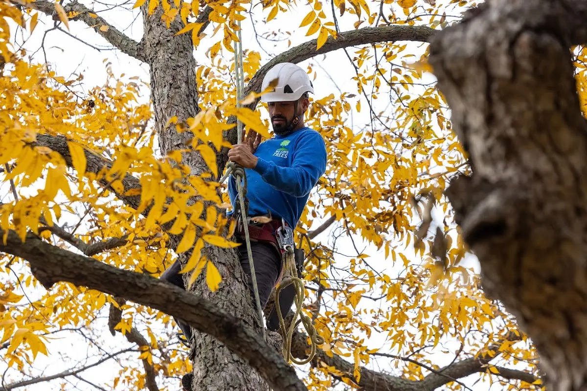 Skilled Tree Planting crew working in Chillicothe