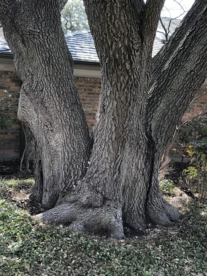 Mature heritage tree close to a Chillicothe property cared for by certified arborists